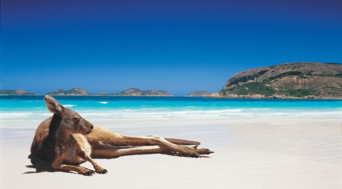 A kangaroo lazing on the beach