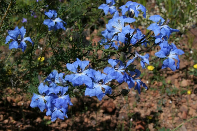 Blue Leschenaultia Wildflower